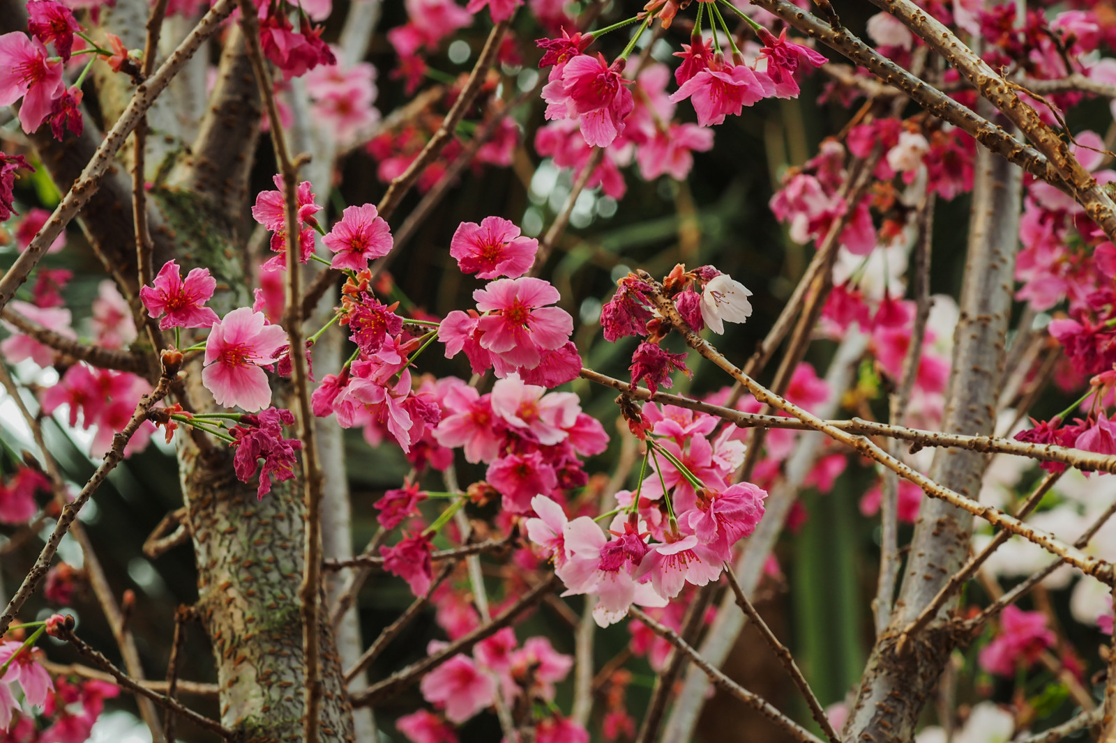 Gbb, Blossombliss, sakura, švestkové květy, Třešňový květ, Springblossom, gardensbythebay, Elenaleong, flowerdome