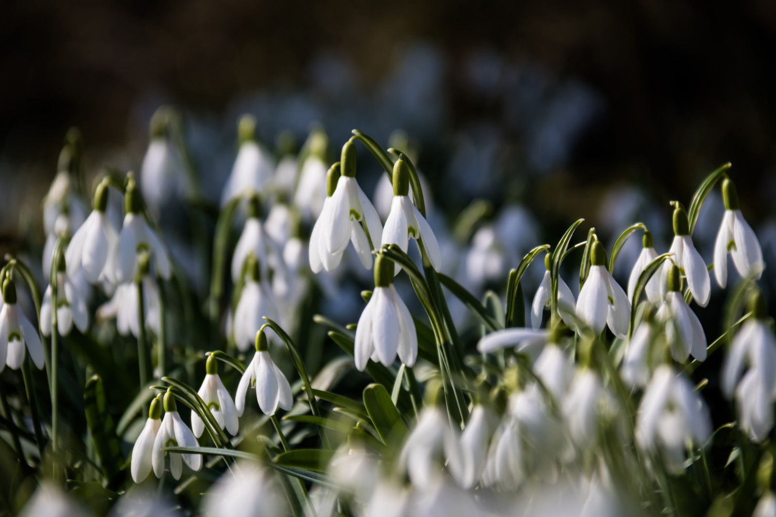bílý, Příroda, tráva, zelená, květ, jaro, krokus, květ, rostlina, flóra, Blomma, parku Stadsparken, Trelleborg, v r, sn droppe, sněženka, vit, divoká rostlina, botanika, suchozemská rostlina, kvetoucí rostlina, zblízka, makro fotografie, galanthus