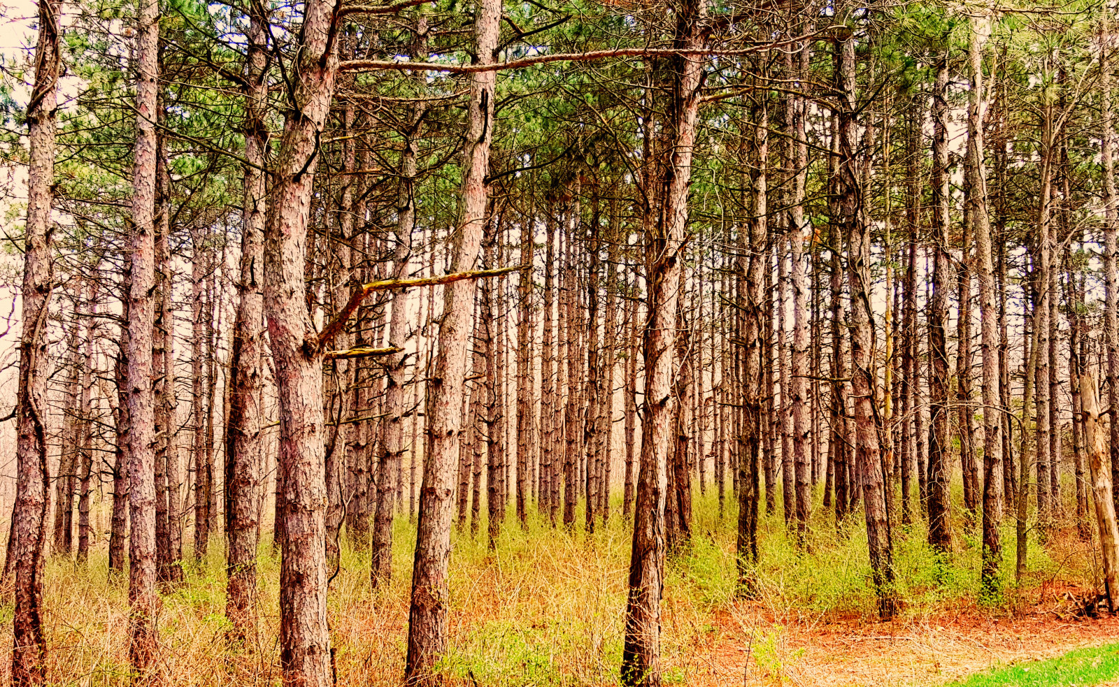 ekosystém, strom, háj, zálesí, smíšený les, les, přírodní rezervace, vegetace, northern hardwood forest concept, mírné jehličnatý les, spruce fir forest, bříza, prales, opadavý, dřevo, kufr, biome, tropical and subtropical coniferous forests, tráva, větev, rostlina, plantáž, národní park, křoviny, tráva rodina