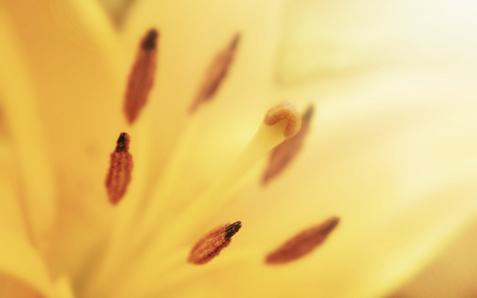 2560x1600 px, virágok, makró, természet