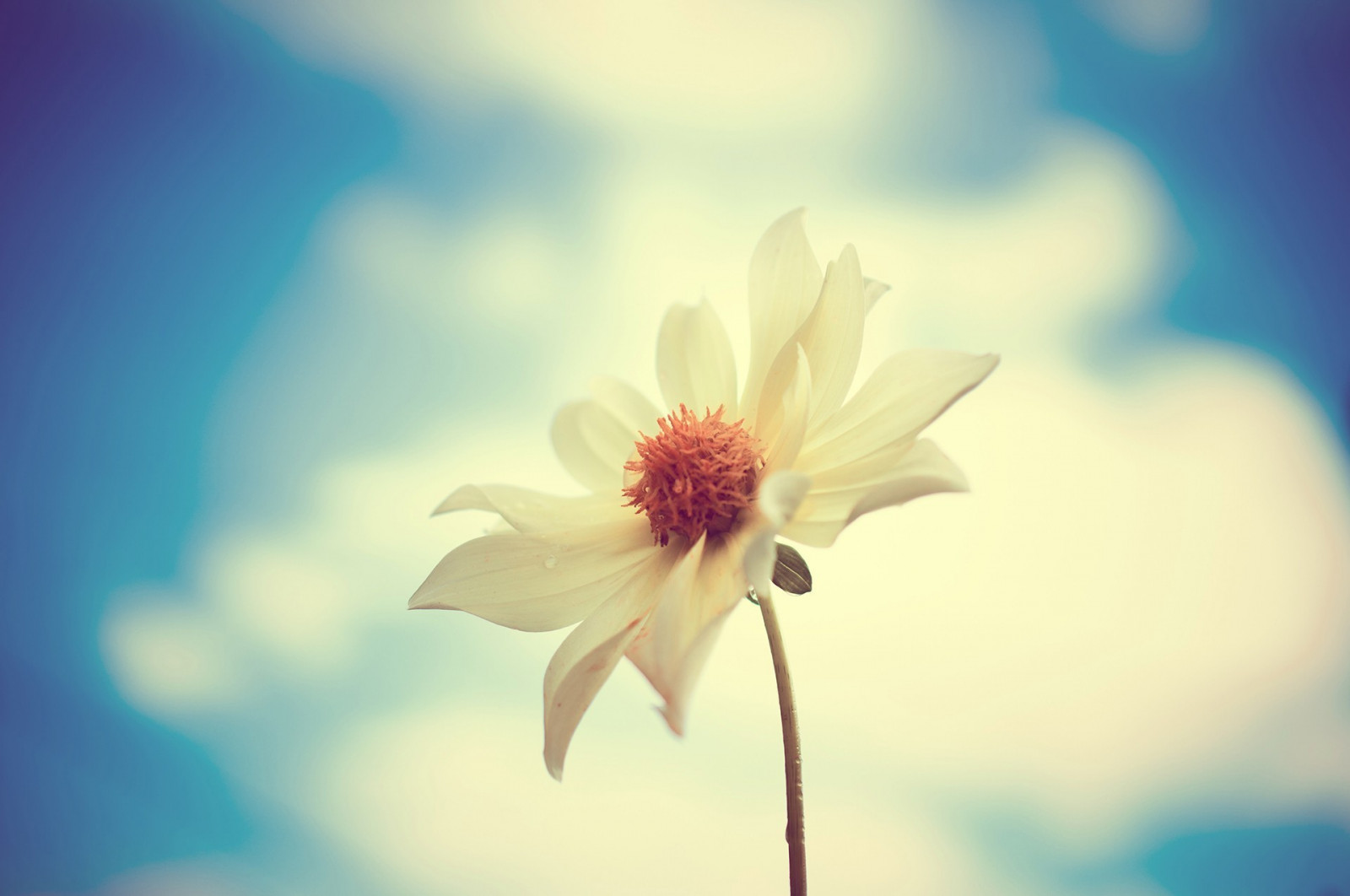 햇빛, 꽃들, 자연, 하늘, 사진술, 매크로, 푸른, 화분, 꽃, 꽃, 식물, 플로라, 꽃잎, 컴퓨터 벽지, 육상 식물, 꽃 피는 식물, 닫다, 매크로 사진, 데이지 가족