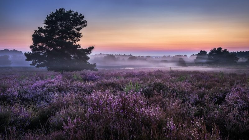stromy, krajina, západ slunce, Příroda, rostliny, tráva stromy, krajina, západ slunce, Příroda, rostliny, tráva