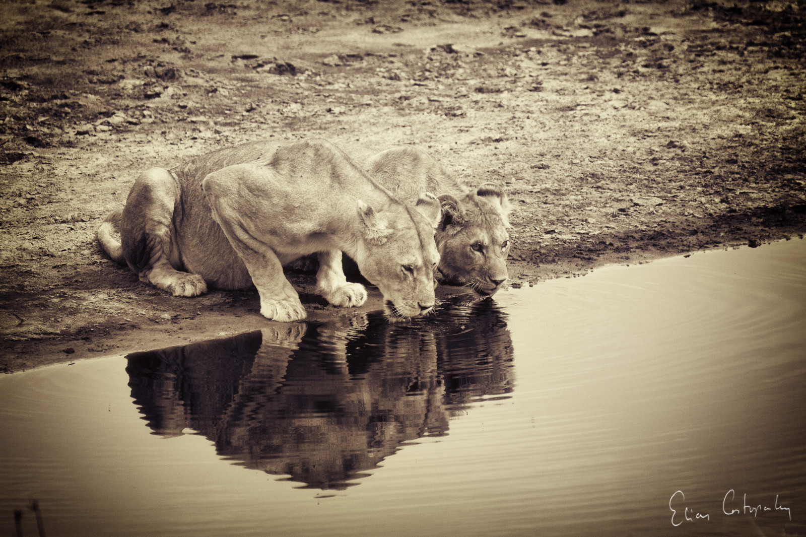 krajina, voda, Příroda, odraz, nebe, fotografování, lev, Volně žijících živočichů, Afrika, Tanzanie, Serengeti, Černý a bílý, cestovat, tělesné, Černá bílá, prozkoumal, Safari, savec, Černý a bílý, monochromatické fotografování, čenich, Ndutu, stock photography