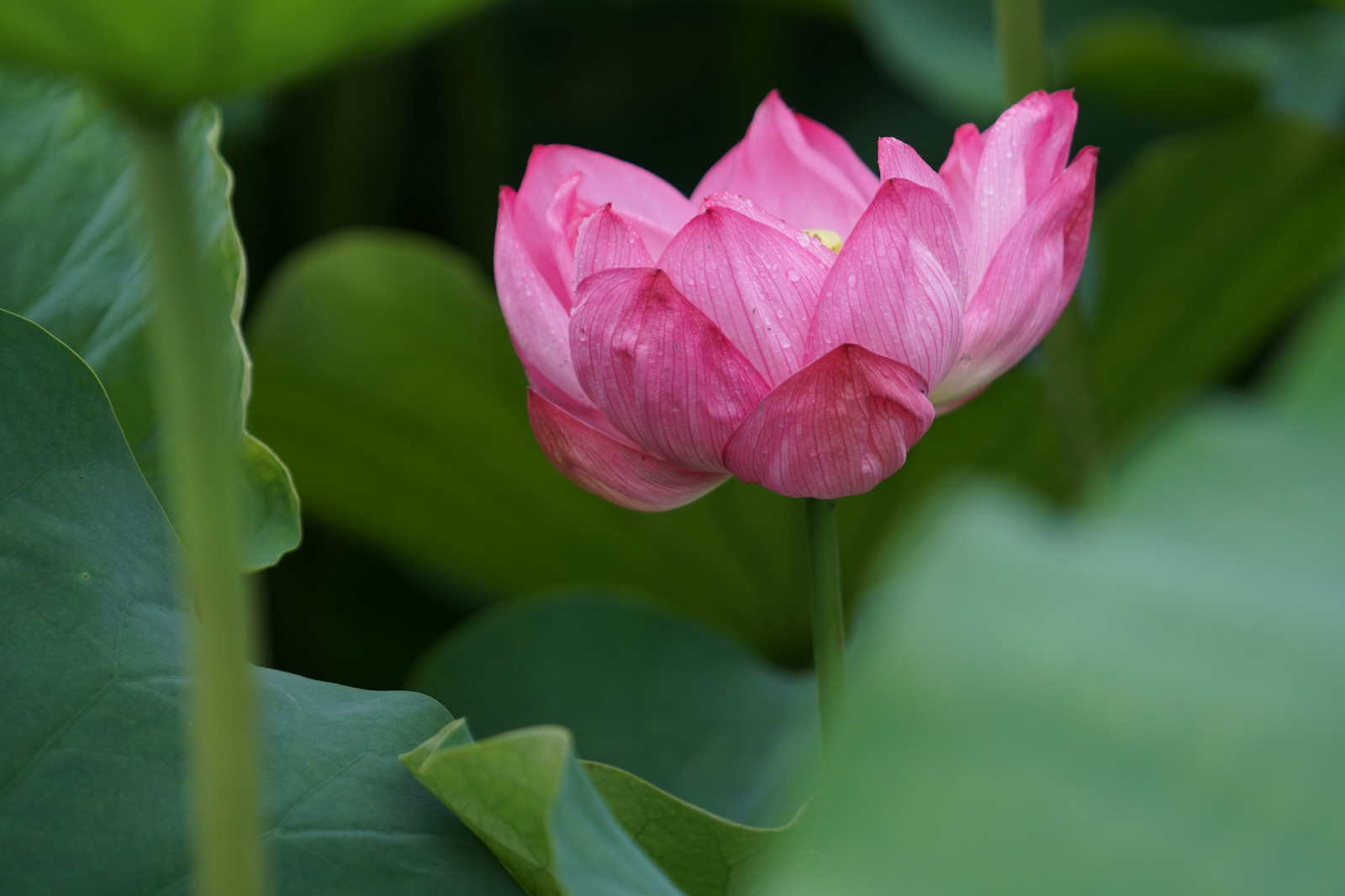 Japonsko, Sony, květ, Tokio, Lotus, jp, květ, rostlina, flóra, pupen, CC, Ueno, okvětní lístek, a6300, 6300, CreativeCommons, fe70200mm, fe70200mmf4goss, Shinobazu, botanika, suchozemská rostlina, kvetoucí rostlina, makro fotografie, závod stonek, vodních rostlin, posvátný lotos, lotus rodina, Proteales