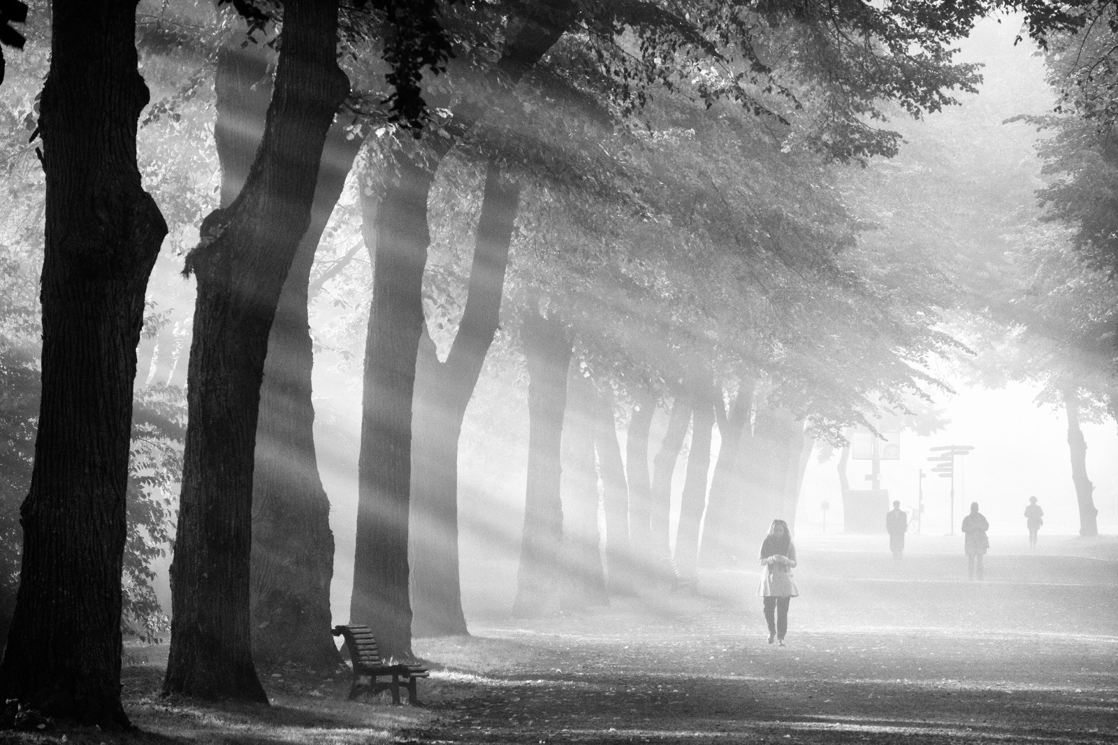 slunečnímu záření, krajina, les, Černá, černobílý, voda, nebe, stín, zima, fotografování, větev, ráno, mlha, slunce, atmosféra, panoráma, Stockholm, Švédsko, zmrazení, Sverige, světlo, Černý a bílý, paprsky, strom, podzim, mlha, Procházka, rostlina, venkovní, se, dimma, městský život, streetphotography, hostitel, momentka, zálesí, sunray, Černý a bílý, monochromatické fotografování, dřevina, jev, stockholmsl n, canonefm55200mmf4563isstm, Canoneosm3, Djurgarden, stock photography
