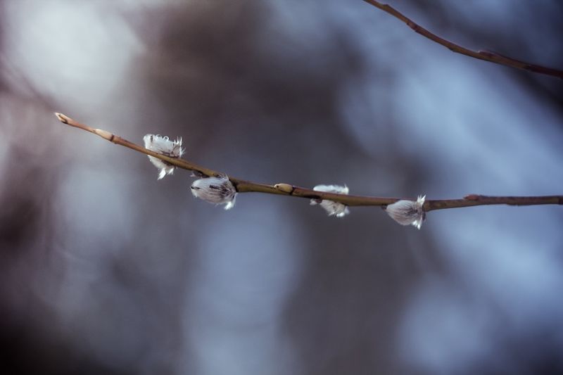 blomster, natur, planter, vinter, fotografering, gren blomster, natur, planter, vinter, fotografering, gren