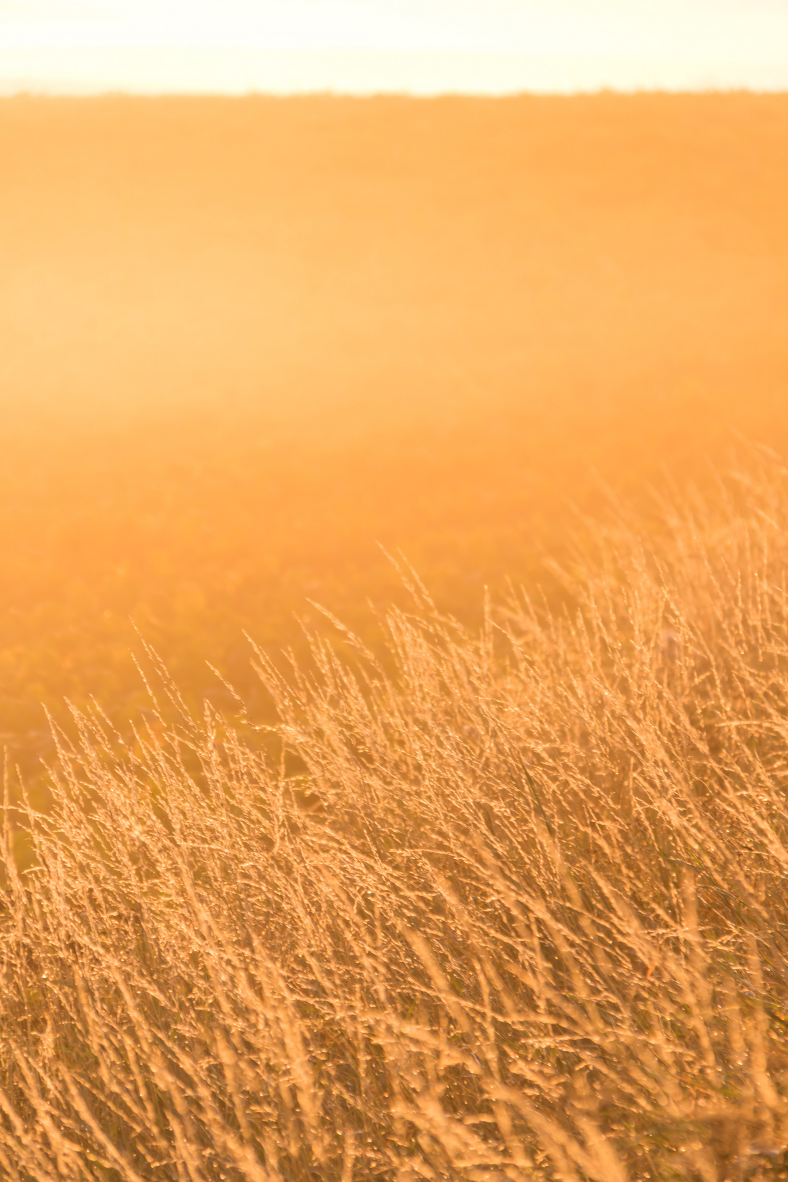 slunečnímu záření, krajina, jídlo, písek, pole, svítání, ráno, mlha, poušť, horizont, pšenice, Sahara, plošina, step, mlha, svítání, lučina, dimma, venkov, landsbygd, soluppg ng, s dersl tt, landskap, gryning, exif modelu canoneos760d, geocountry, Kamera aby kánon, geocity, Model fotoaparátu canoneos760d, geostate, geolocation, EXIF čočka efs18200mmf3556is, EXIF otvor 56, exif aby kánon, exif isospeed 160, morgon, exif focallength 160mm, prostý, prérie, půda, místo výskytu, přírodní prostředí, landform, ekosystém, tráva rodina, savana, Liparské landform, ERG