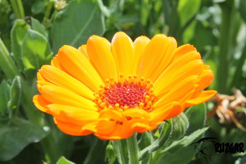 fiori, natura, giallo, arancia, campo, erba fiori, natura, giallo, arancia, campo, erba