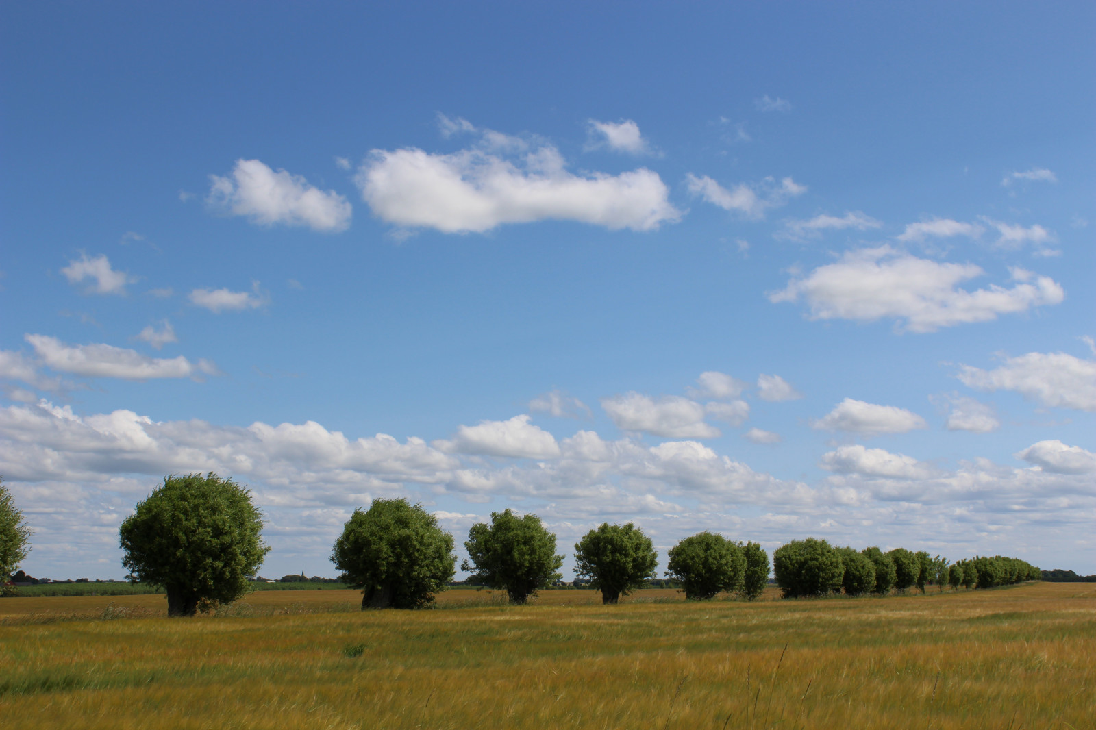 krajina, kopec, tráva, nebe, pole, hospodařit, horizont, semena, step, mrak, strom, lučina, rostlina, pastvina, PIL, tři, zemědělství, soderslatt, louka, prostý, trávník, prérie, venkov, místo výskytu, přírodní prostředí, dřevina, ekosystém, tráva rodina, savana