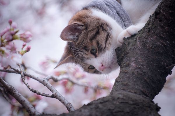 cat,tree,spring