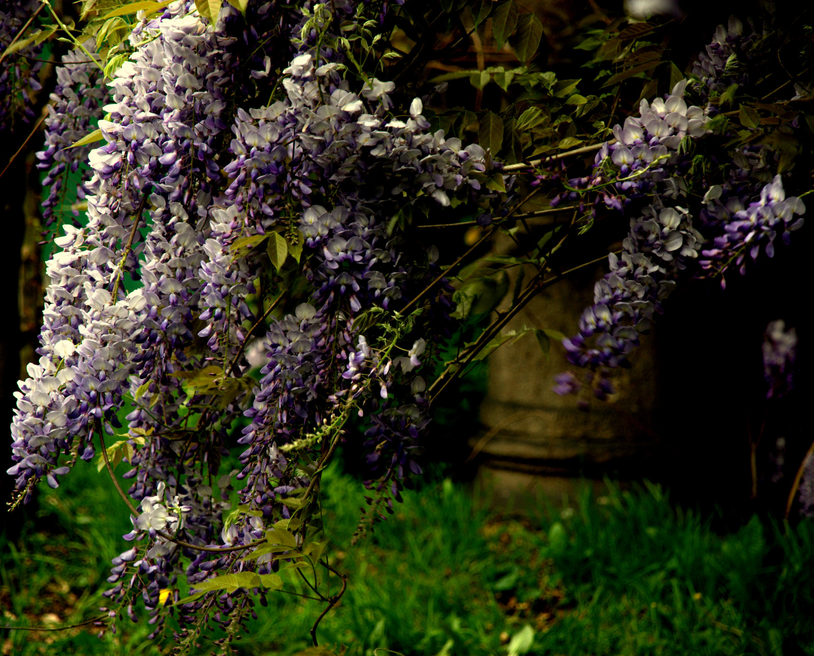 Wisteria