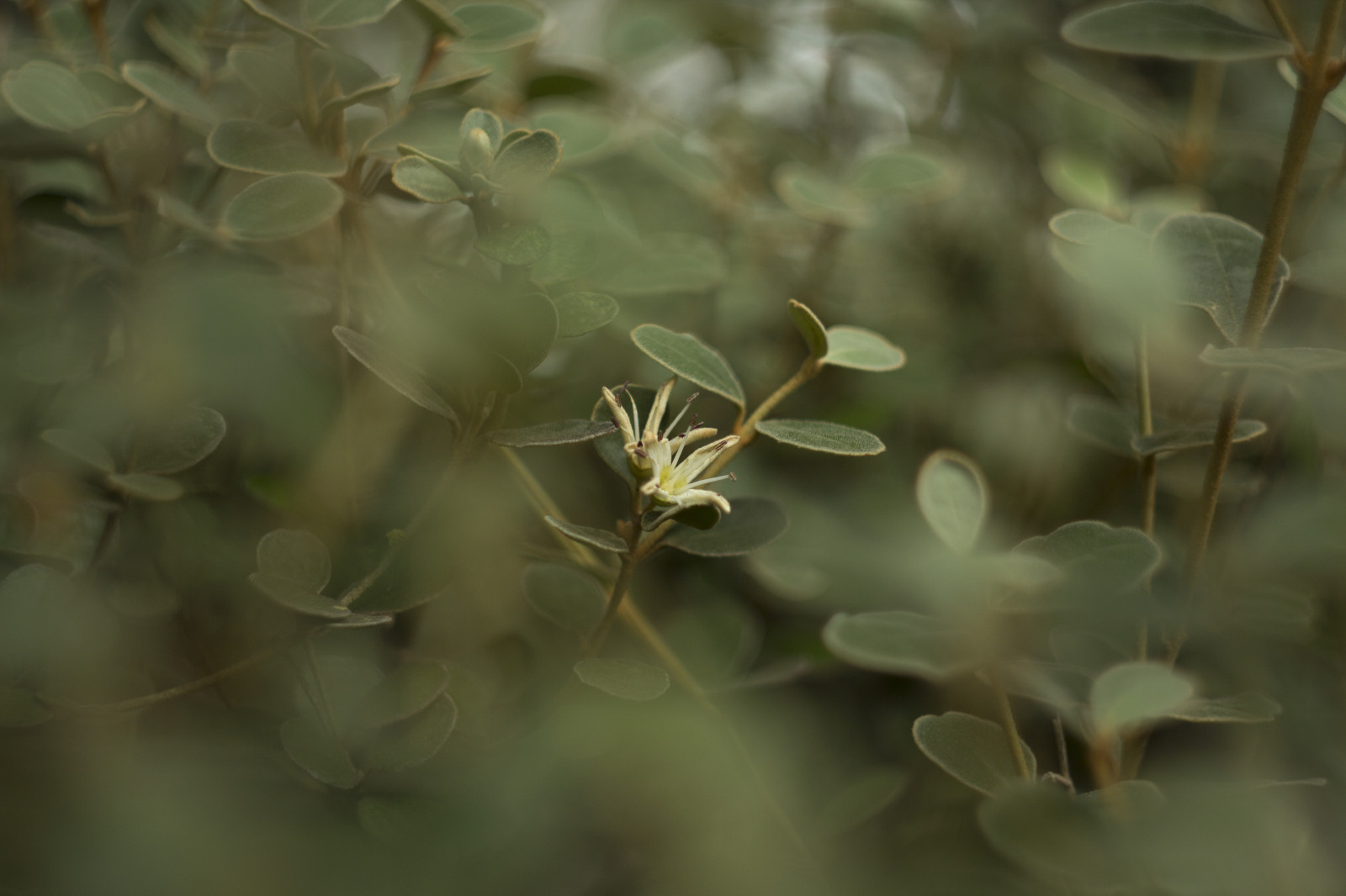 slunečnímu záření, podzim, bílý, zahrada, Příroda, větev, ráno, hnědý, Kánon, bokeh, ruština, jaro, Austrálie, květinový, rodák, Victoria, australský, vybledlý, Melbourne, 2016, UMĚNÍ, hloubka pole, podzim, list, květ, umělecký, rostlina, venkovní, flóra, dof, botanický, vegetace, Botanická zahrada, 58mm, f2, M42, 60d, manuál, Ruč, selectivefocus, Correa, smět, větvička, zblízka, keř, makro fotografie, závod stonek, vintagelens, Helios, Rutaceae, Balwyn, maranoa, maranoagardens, helios442, Australiannativeplant, Correaalba