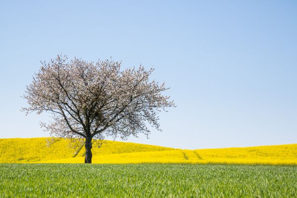 landscape, food, grass, field, yellow, Rapeseed