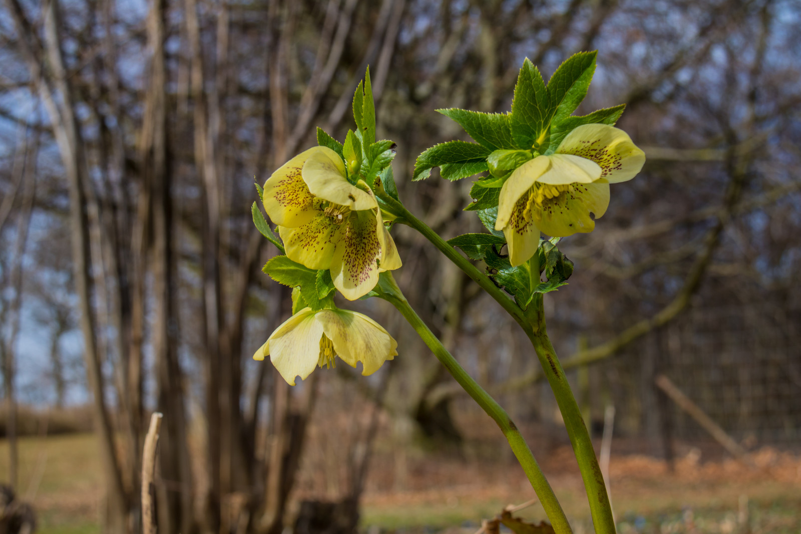 sollys, natur, grøn, gul, blomst, blad, blomst, plante, flora, blomma, Torup, christmasrose, julros, eng, wildflower, skov, botanik, jord plante, blomstrende plante, makrofotografering, stængelplante