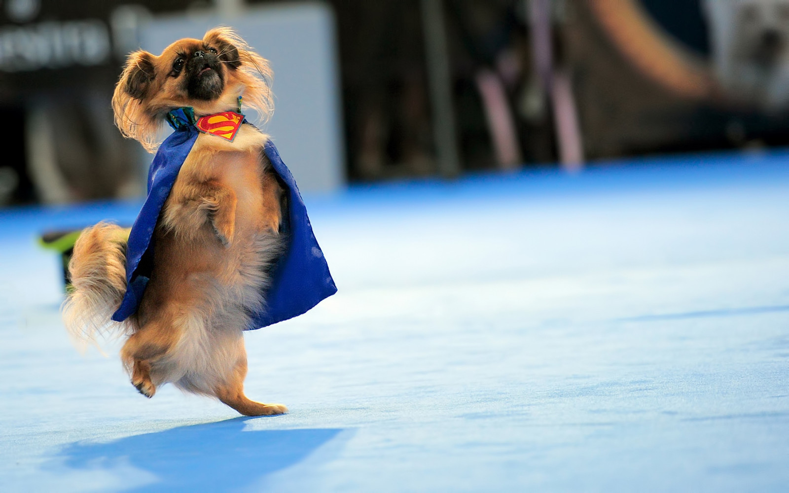 Wallpaper blue, Superman, training, puppy, dogs, dance, costume, dog like mammal 1920x1200