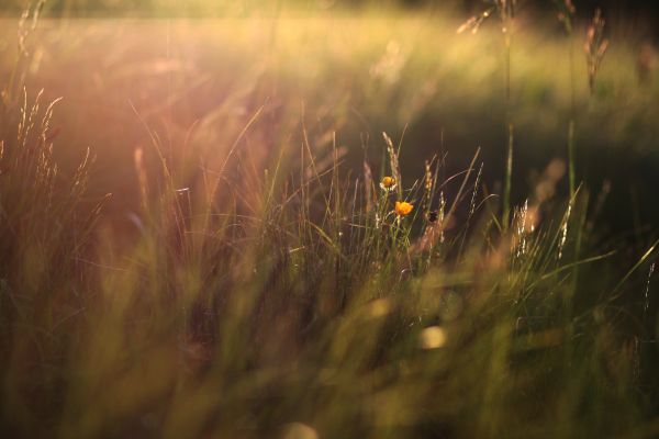 flower,atmosphere,plant,water,Natural landscape,wood