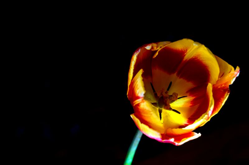 květ, žlutý, rostlina, zblízka, makro fotografie, okvětní lístek květ, žlutý, rostlina, zblízka, makro fotografie, okvětní lístek