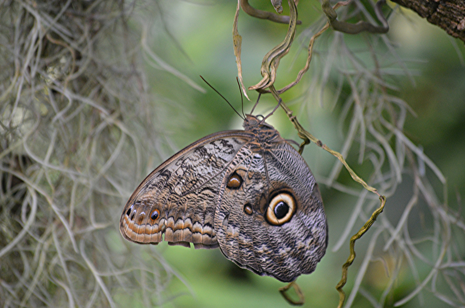 oči, nachový, motýl, hmyz, modrý, Volně žijících živočichů, sova, mol, ngc, fauna, specanimal, coth5, makro fotografie, bezobratlý, členovců, organismus, opylovači, můry a motýli, spanishmoss, fairchildtropicalbotanicgarden, wingsofthetropics, štětec footed motýl, fairchildgarden, tropicalbutterflies, Owlbutterfly, Caligo, Caligooileus, terrestrial animal