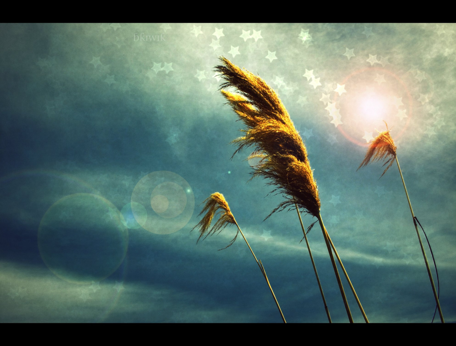 modrý, Nový Zéland, Christchurch, letní, nebe, slunce, rostlina, horký, pláž, Příroda, Krásná, krása, žlutý, digitální, Kánon, hvězdy, hvězda, vítr, rodák, bokeh, prostor, Canterbury, lensflare, nz, southisland, ToiToi, vesmír, jednoduchý, aotearoa, ocas koně, newbrighton, parné, zjednodušující, eos400d, platinumheartaward