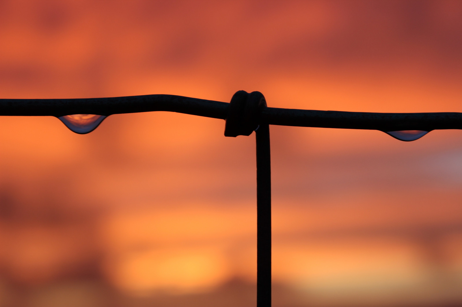 slunečnímu záření, západ slunce, odraz, nebe, detailní, makro, větev, svítání, večer, ráno, plot, drát, soumrak, Soumrak, Lom světla, světlo, mrak, svítání, kapičky, čára, tma, kapky vody, makro fotografie