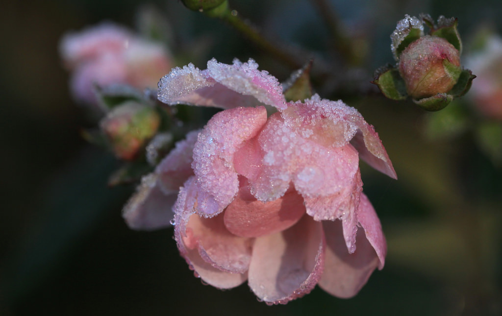 květiny, Příroda, fotografování, makro, větev, led, Lístky, růže, Nikon, květ, růžový, květ, rostlina, flóra, její, pupen, růže, okvětní lístek, nederland, Nizozemí, thegalaxy, infinitexposure, platinumheartaward, vyrobit, botanika, suchozemská rostlina, kvetoucí rostlina, zblízka, keř, makro fotografie, růže rodina