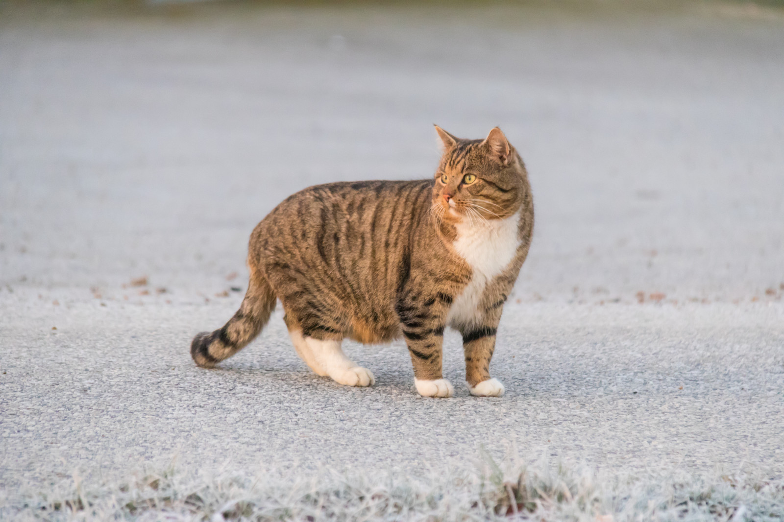 kočka, kníry, divoká kočka, zvíře, kotě, DJUR, katt, fauna, savec, obratlovců, kočka jako savci, malé až středně velké kočky, mourovatá kočka, domácí krátké vlasy kočka, Bengálsko, kočka cejlonská, Evropská krátkosrstá, skřítek bob