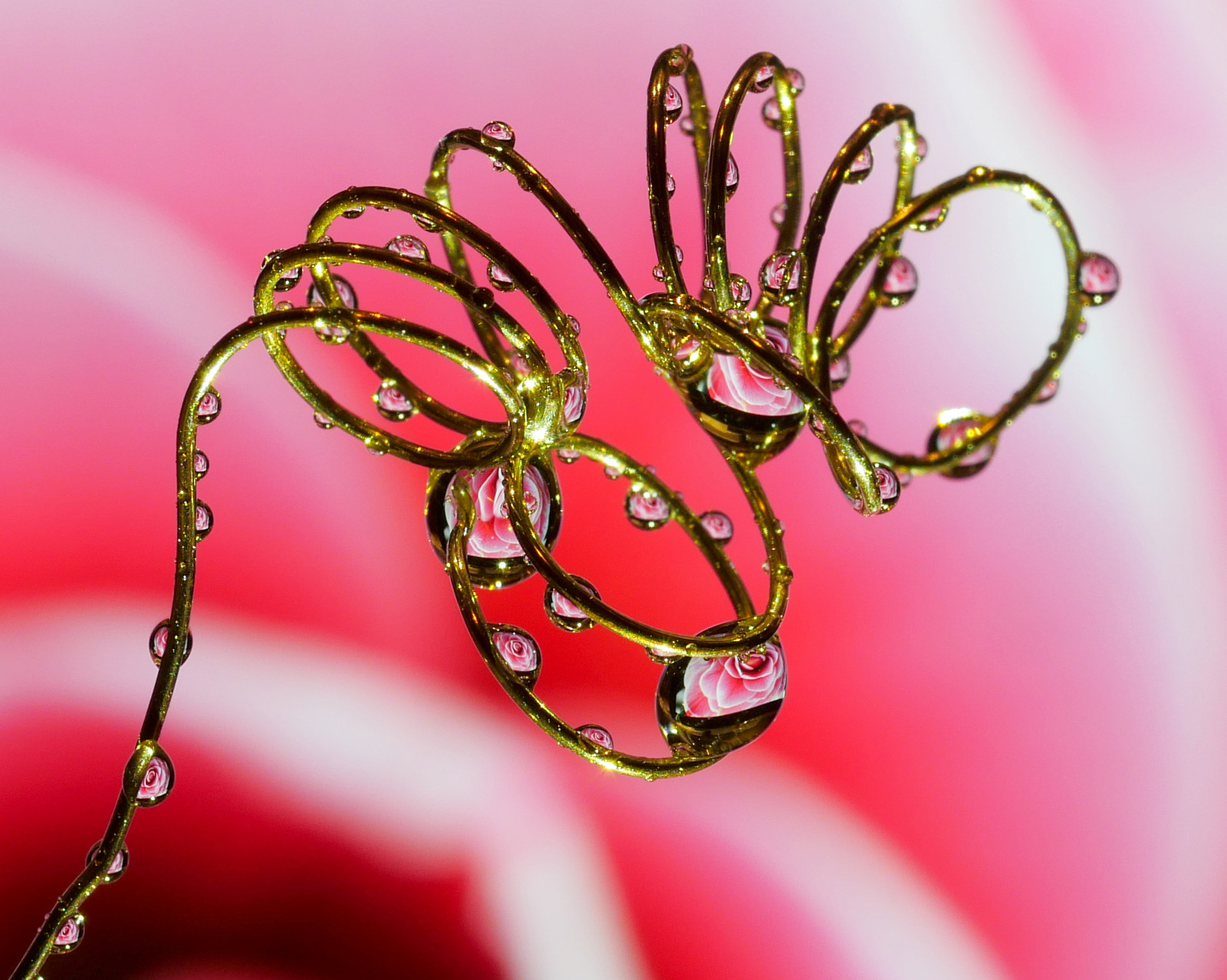 acqua, riflessione, spirale, macro, insetto, metallo, fiorire, rugiada, Olimpo, fiore, riflessi, flora, gocce, petalo, metall, rosa, marcire, Reflexionen, Tropfen, Blumen, rosen, spiegelung, ramoscello, sfondo del computer, avvicinamento, fotografia macro, staminali vegetali, still life, spirale, Olympusmakro60mm