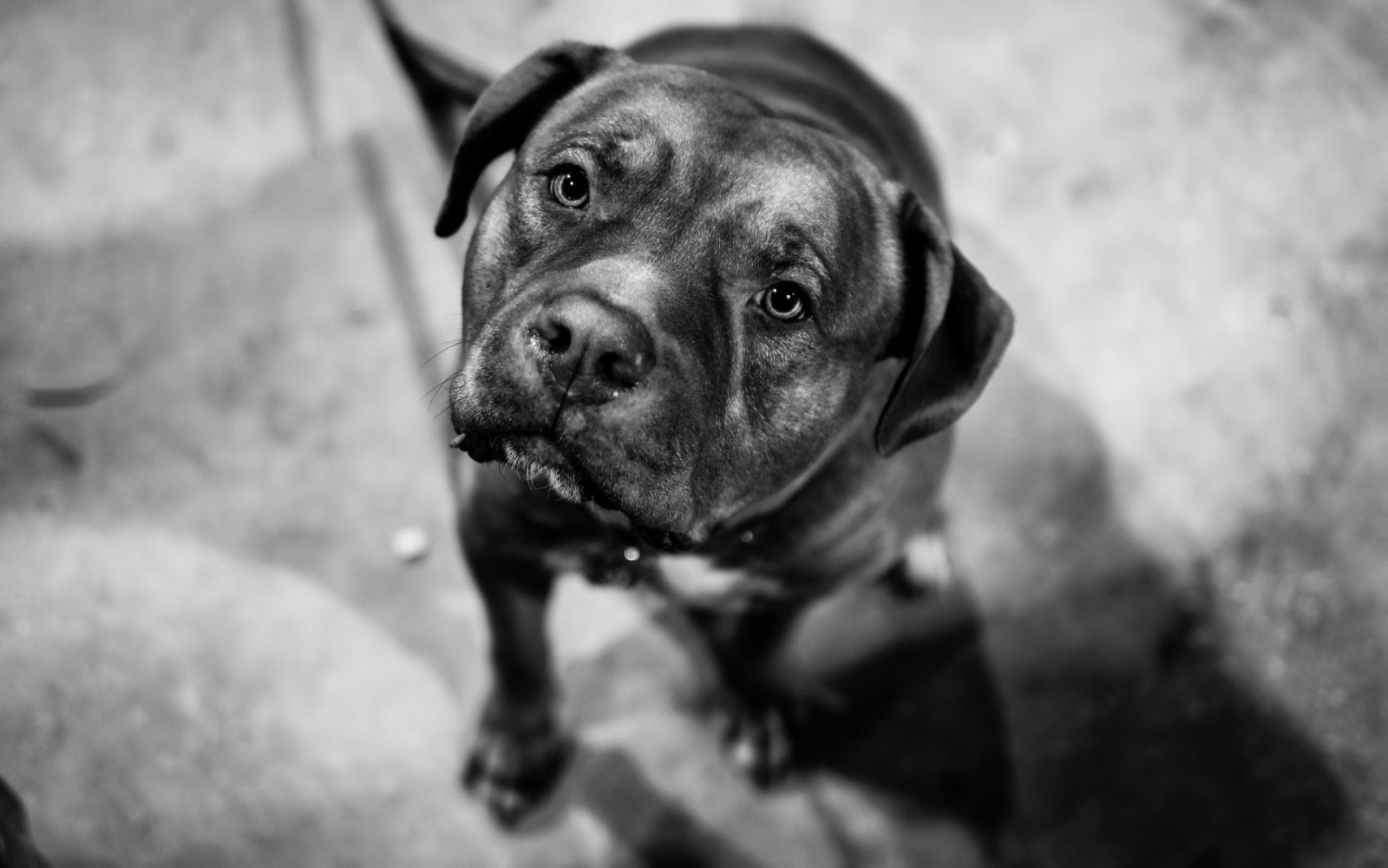 Černá, černobílý, Pes, cane corso, štěně, savec, 1920x1200 px, Černý a bílý, monochromatické fotografování, obratlovců, pes jako savec, hlídací pes