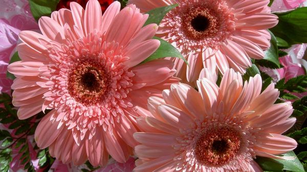 flower,gerbera,nature,1920x1080 px,beautiful,delicate