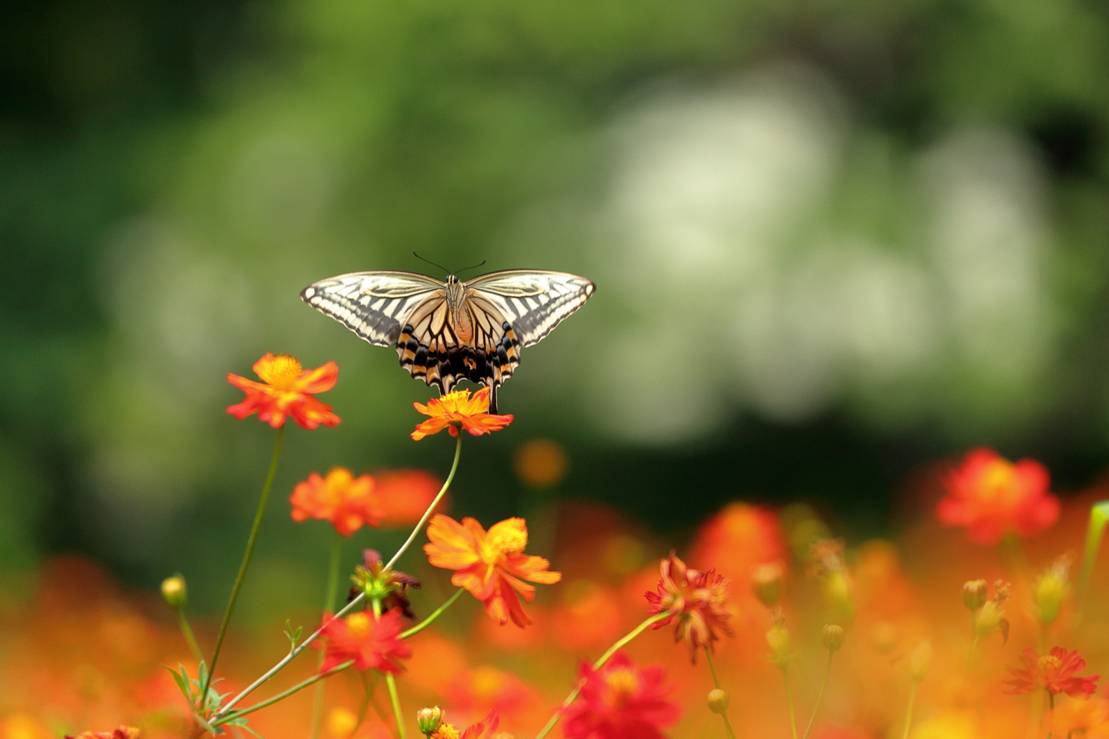 Wallpaper : insect, wildlife, pollen, spring, flower, flora, ngc, npc ...