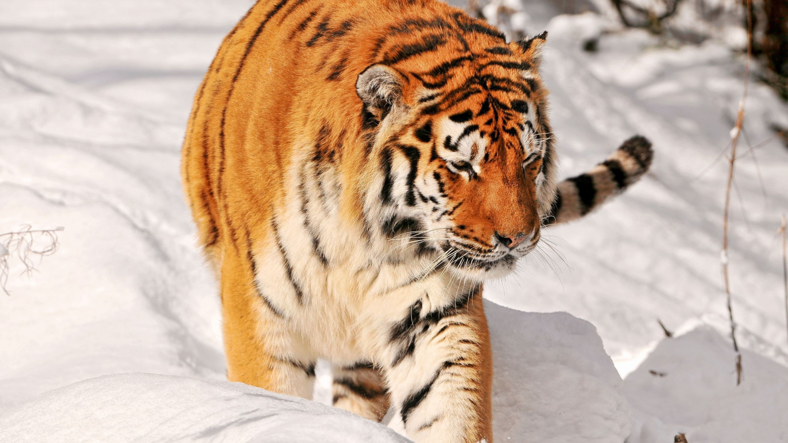neve, tigre, animais selvagens, Gatos grandes, Bigodes, andar, Predador, fauna, mamífero, vertebrado, Gato como mamífero