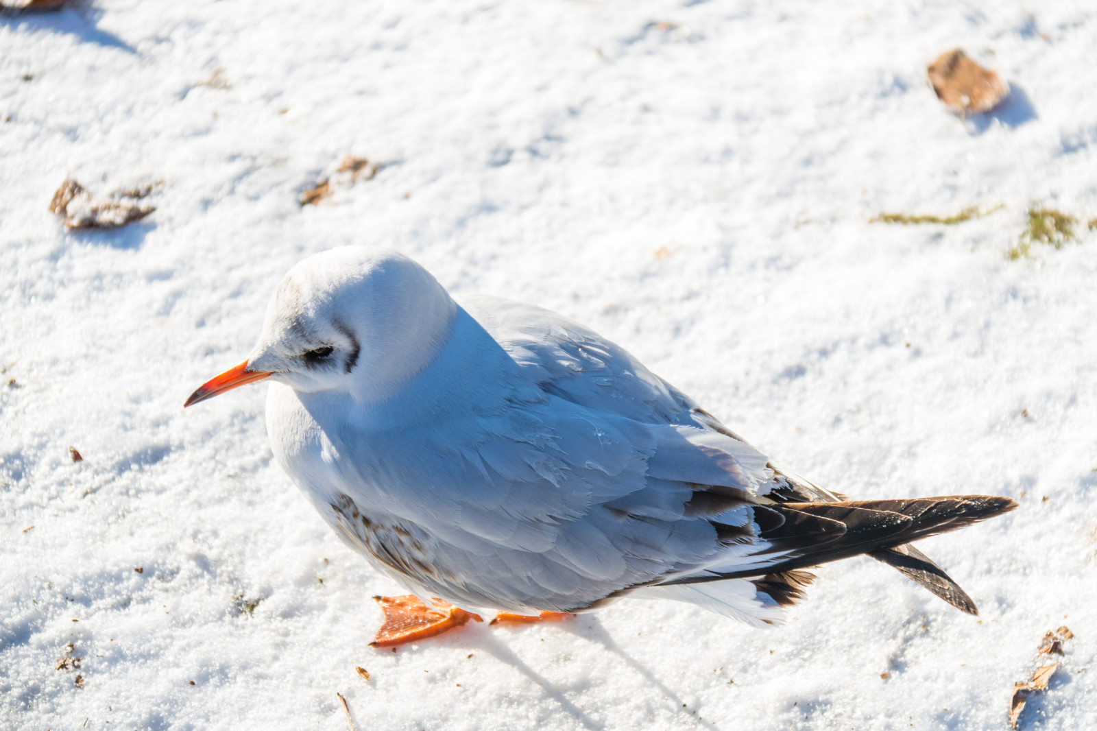 หิมะ, ฤดูหนาว, สีน้ำเงิน, หนาว, น้ำค้างแข็ง, สัตว์ป่า, ปาก, นก, Vinter, stadsparken, Trelleborg, f เจล, kallt, rimfrost, ปีก, สัตว์ป่า, นกที่เกาะอยู่, สัตว์มีกระดูกสันหลัง, หุ้นนกพิราบ, cinclidae, emberizidae