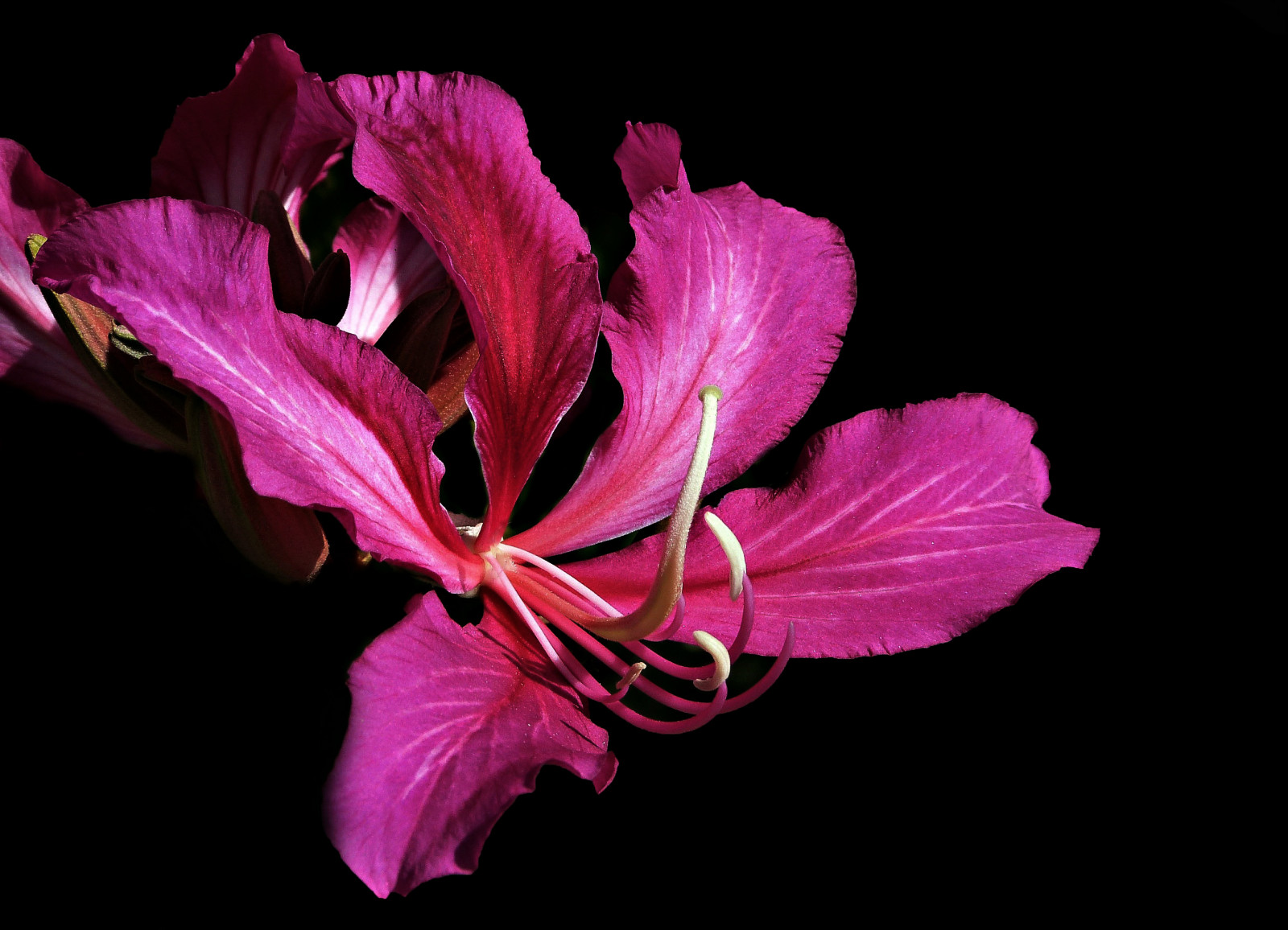 růžový, rostlina, orchidej, květ, makro, Příroda, detailní, hongkong, umělecký, ngc, dramatický, styl, supershot, Pinkonblack, dailynaturetnc11