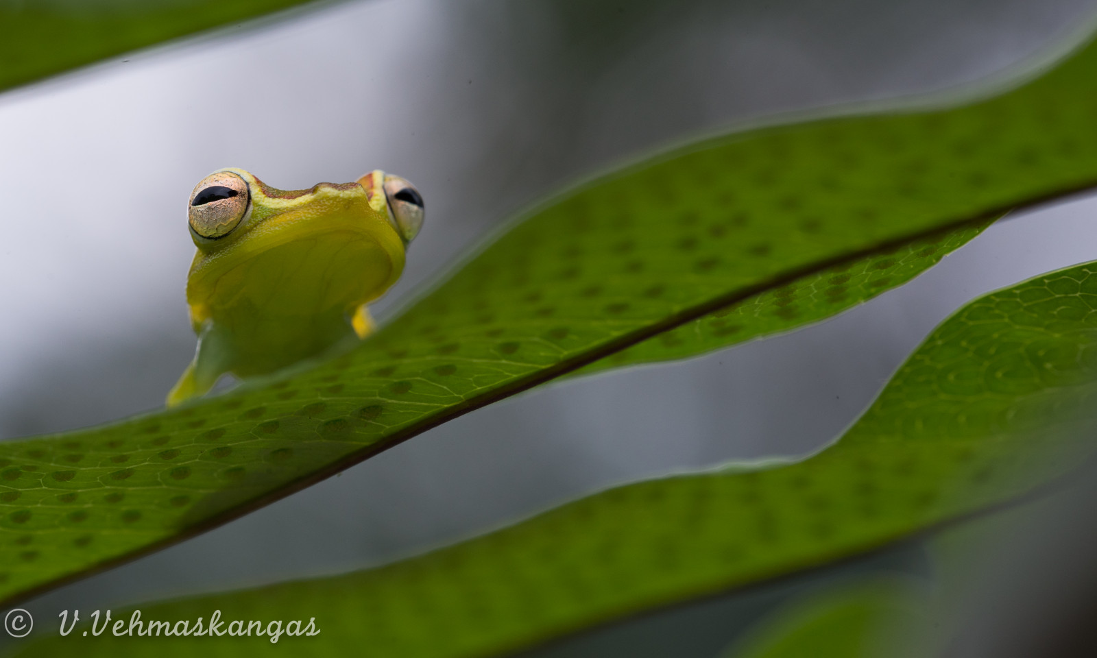 palmare, albero, rana, Ipsiboas, Pellucens, anfibio, herping, erpetologia, selvaggio, natura, animale, choco, Ecuador