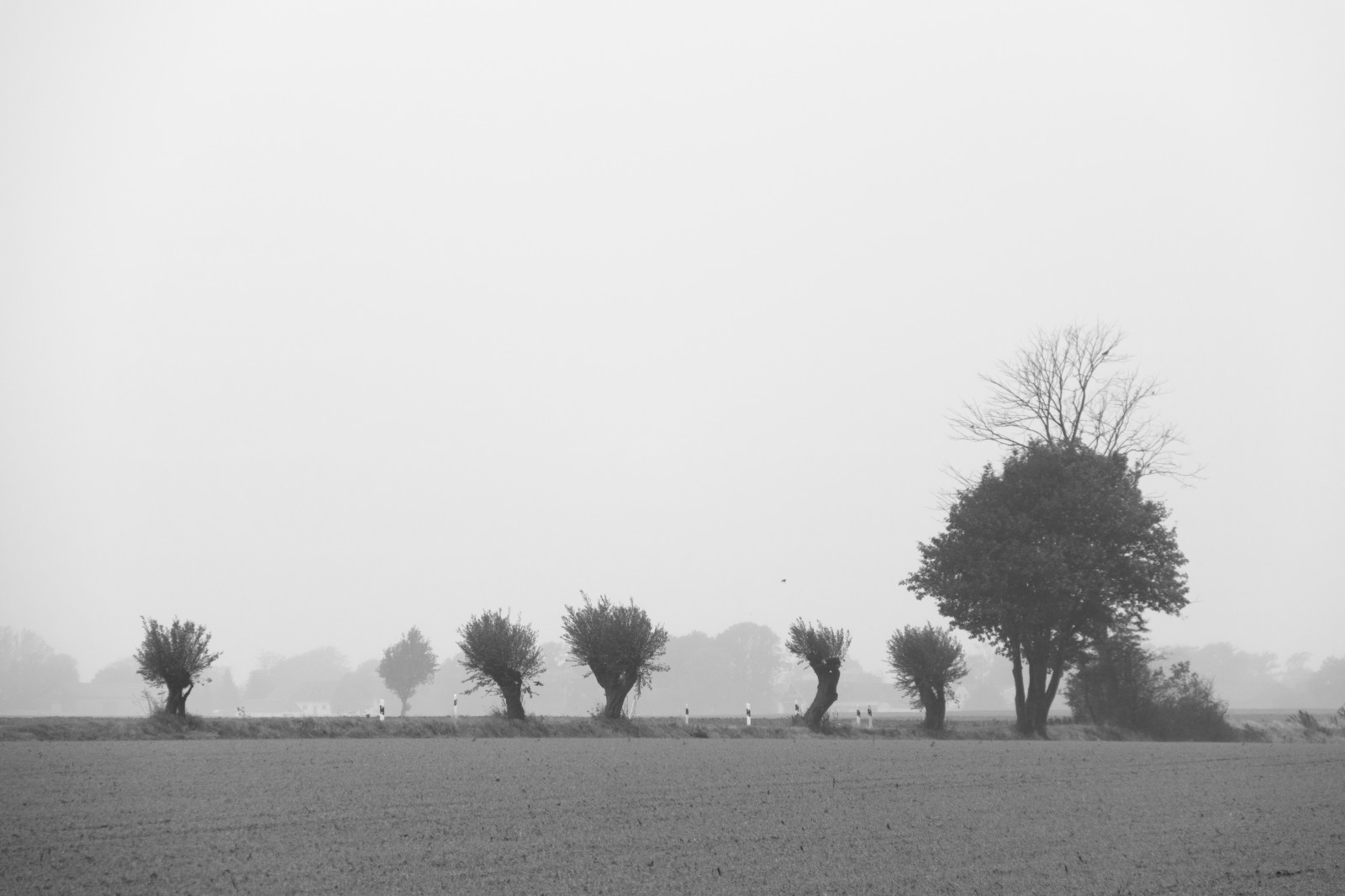 krajina, bílý, černobílý, sníh, zima, ráno, mlha, opar, strom, mlha, počasí, svítání, tr d, dimma, venkov, landsbygd, s dersl tt, landskap, exif modelu canoneos760d, geocountry, Kamera aby kánon, geocity, Model fotoaparátu canoneos760d, geostate, geolocation, EXIF čočka efs18200mmf3556is, EXIF otvor 56, exif aby kánon, exif isospeed 200, exif focallength 100mm, atmosférický jev, Černý a bílý, monochromatické fotografování, dřevina