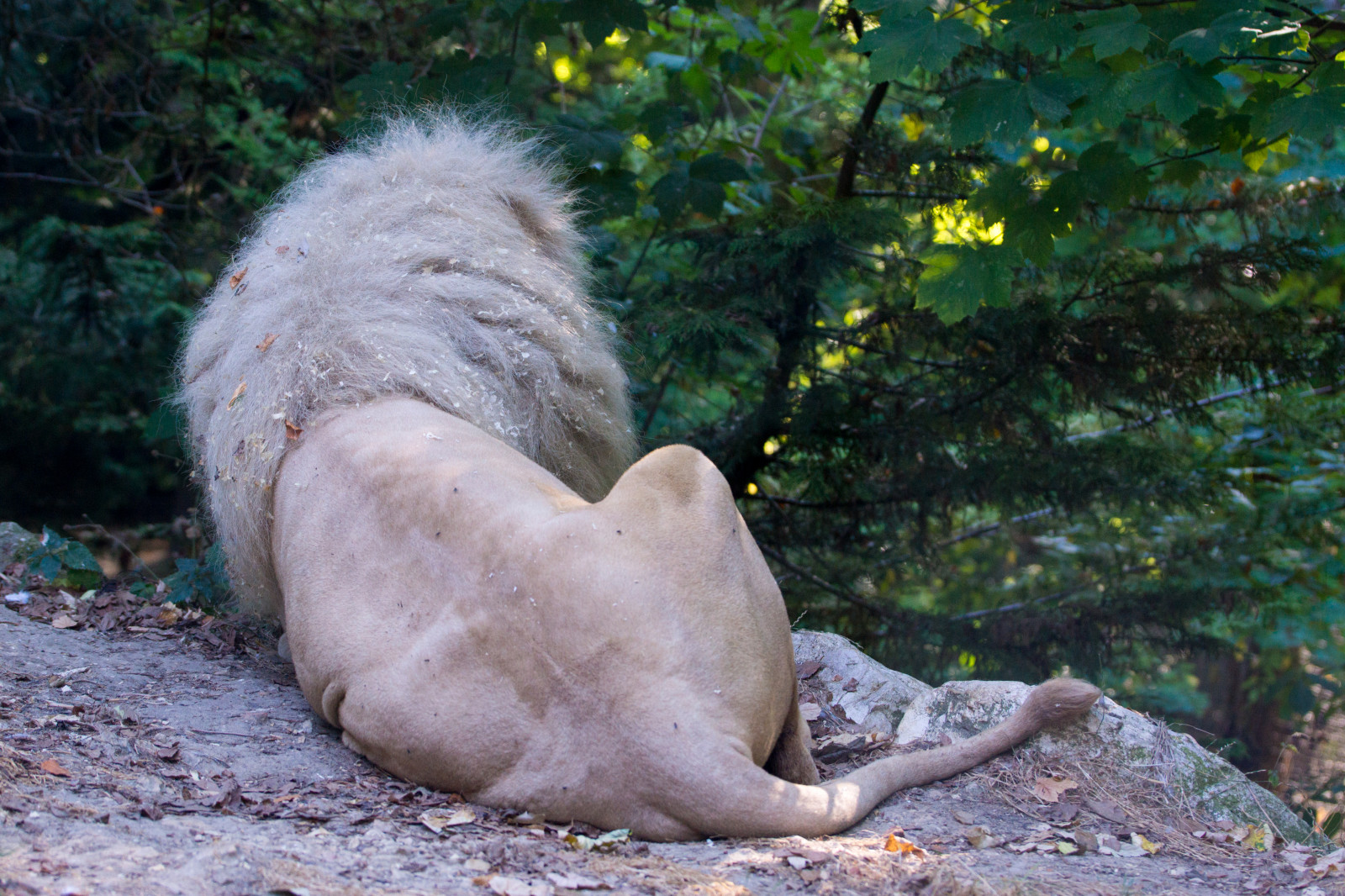 デスクトップ壁紙 尾 草 ライオン 野生動物 フランス 動物園 木 葉 ドス Fr 動物相 哺乳類 生物 同盟 クリニレ Saintaignansurcher 中央値段 5490x3660 デスクトップ壁紙 Wallhere