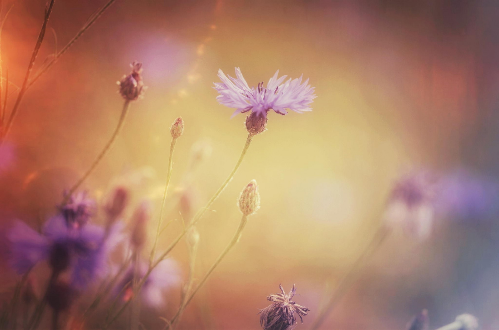 2048x1356 px, hloubka pole, květiny, makro, rostliny