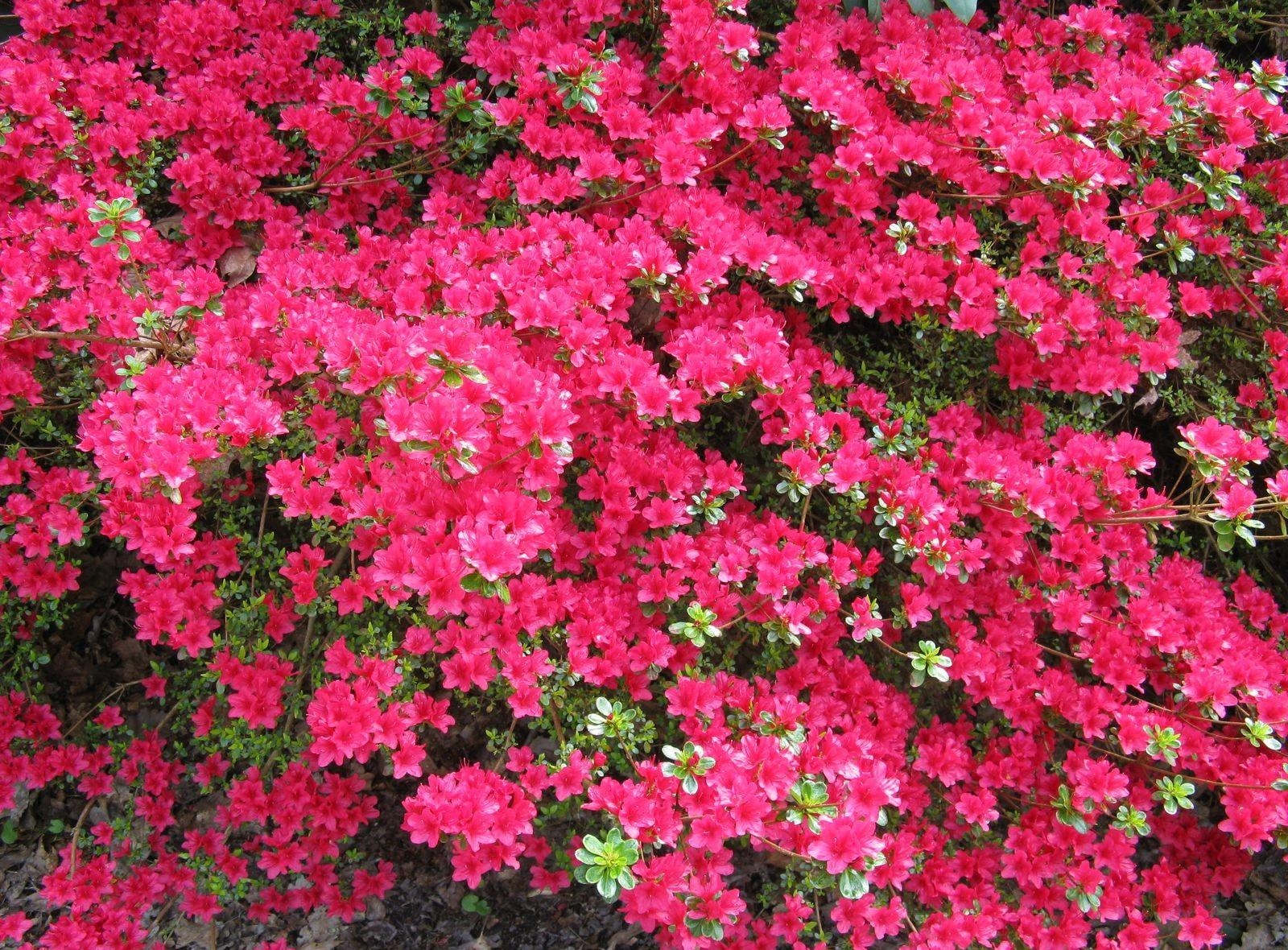 Wallpaper : azalea, shrub, bloom, bright, beautiful 1600x1180 ...
