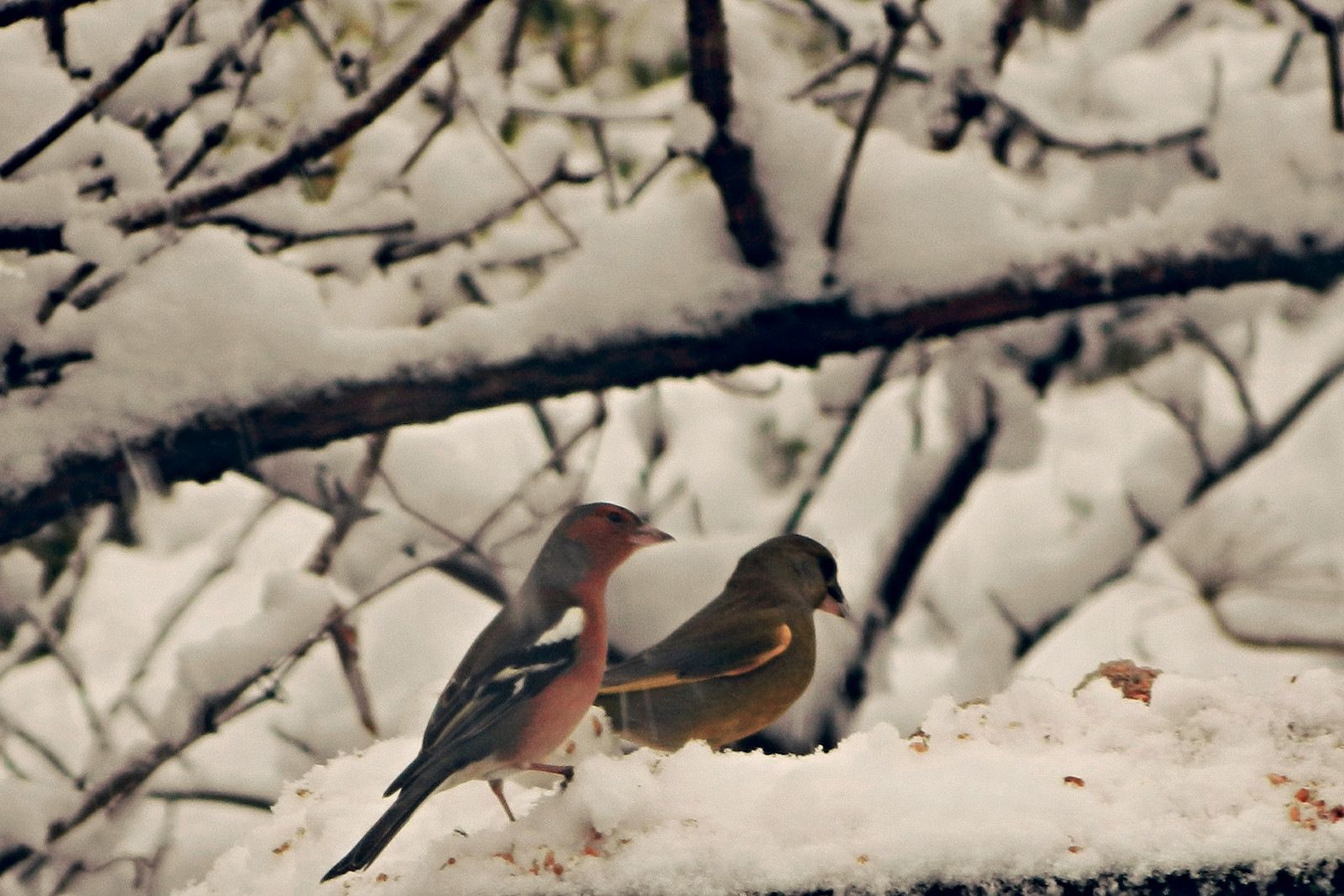 verde, fringuello, carduelis, chloris, fringuello, fringilla, coelebs, uccello, specie, Scozzese, Glentrool, Galloway, Sud, ovest, Scozia, giardino, aves, avi, fauna, 2, Due, duo, paio, gruppo, tavolo, alimentazione, ALIMENTAZIONE, cibo, inverno, visitatore, cortile, selvaggio, vita, natura, naturale, mondo, ala, Ali, alato, piume, uccelli, avifauna, puro, semplice, storia, animale, Gratuito, beaky, acqua, foresta, bosco, nazione, lato, uccello canoro, Europa, alimentatore, semi, birdsfeeding, mangiare, foraggiamento, scoperta, gardenbirds