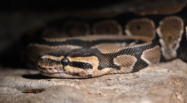 snake,reptile,scaled reptile,serpent,VIPER,fauna