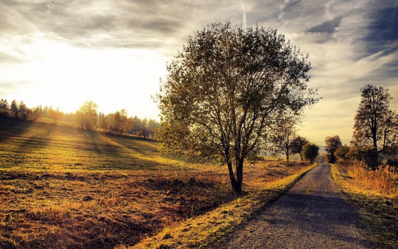 sunlight, trees, landscape, sunset, hill, nature sunlight, trees, landscape, sunset, hill, nature