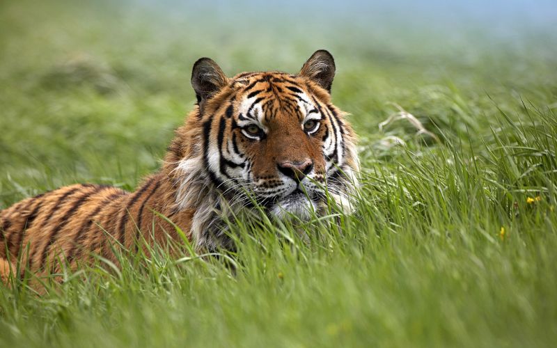 Natura, trawa, Tygrys, dzikiej przyrody, duże koty, wąsy Natura, trawa, Tygrys, dzikiej przyrody, duże koty, wąsy