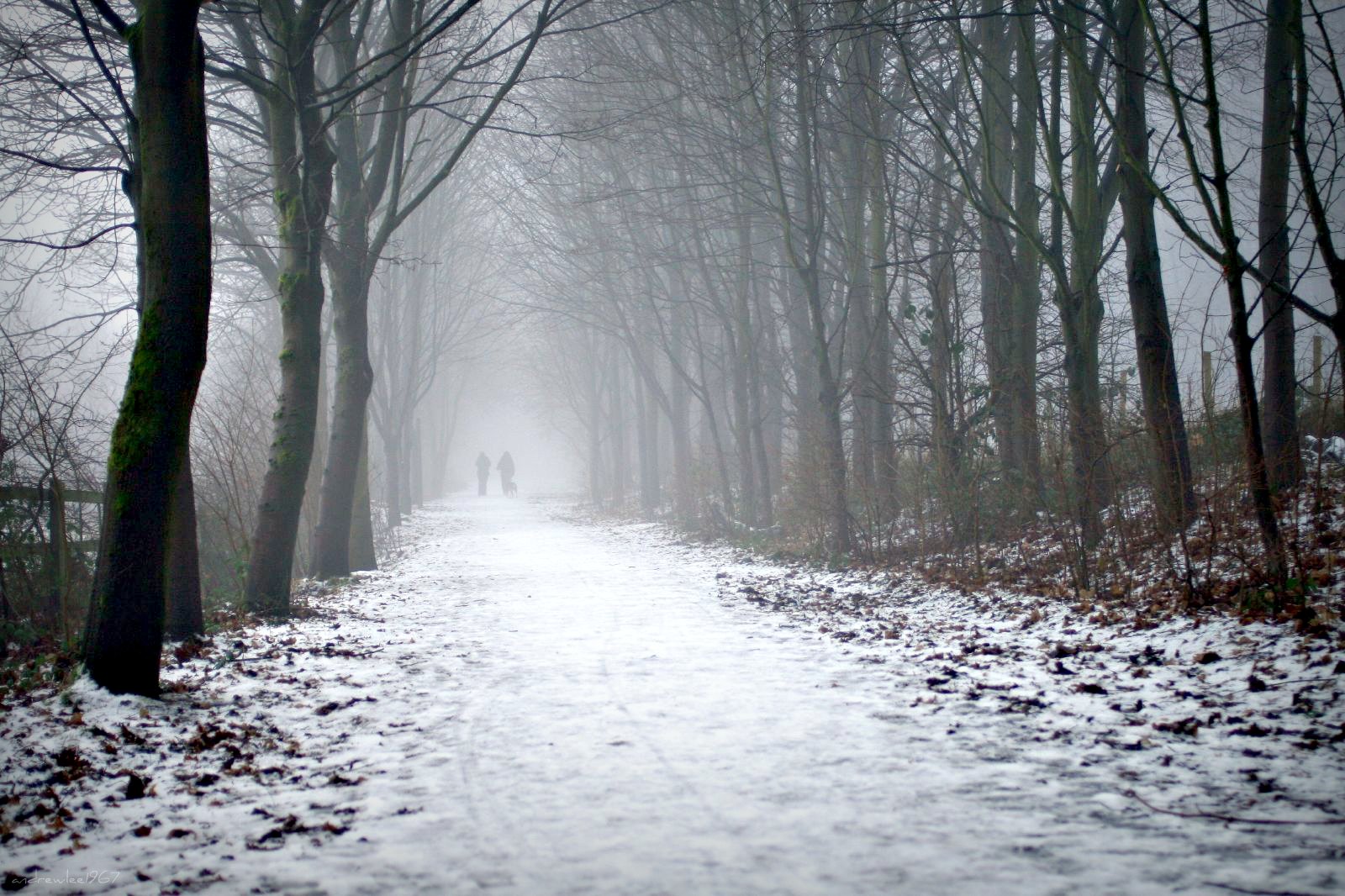 slunečnímu záření, stromy, krajina, les, lidé, voda, Příroda, nebe, sníh, zima, silnice, větev, Anglie, ráno, mlha, mráz, atmosféra, stopy, stopy, cesta, Spojené království, zmrazení, mlhavý, světlo, strom, mlhavý, mlha, náladový, Procházka, vánice, mywinners, gb, canon400d, zálesí, Lancashire, zelené pole, andrewlee1967, andrewlee, dřevina, mírné jehličnatý les, zimní bouře, jev, déšť a sníh mísí, ef35mmf2, spruce fir forest