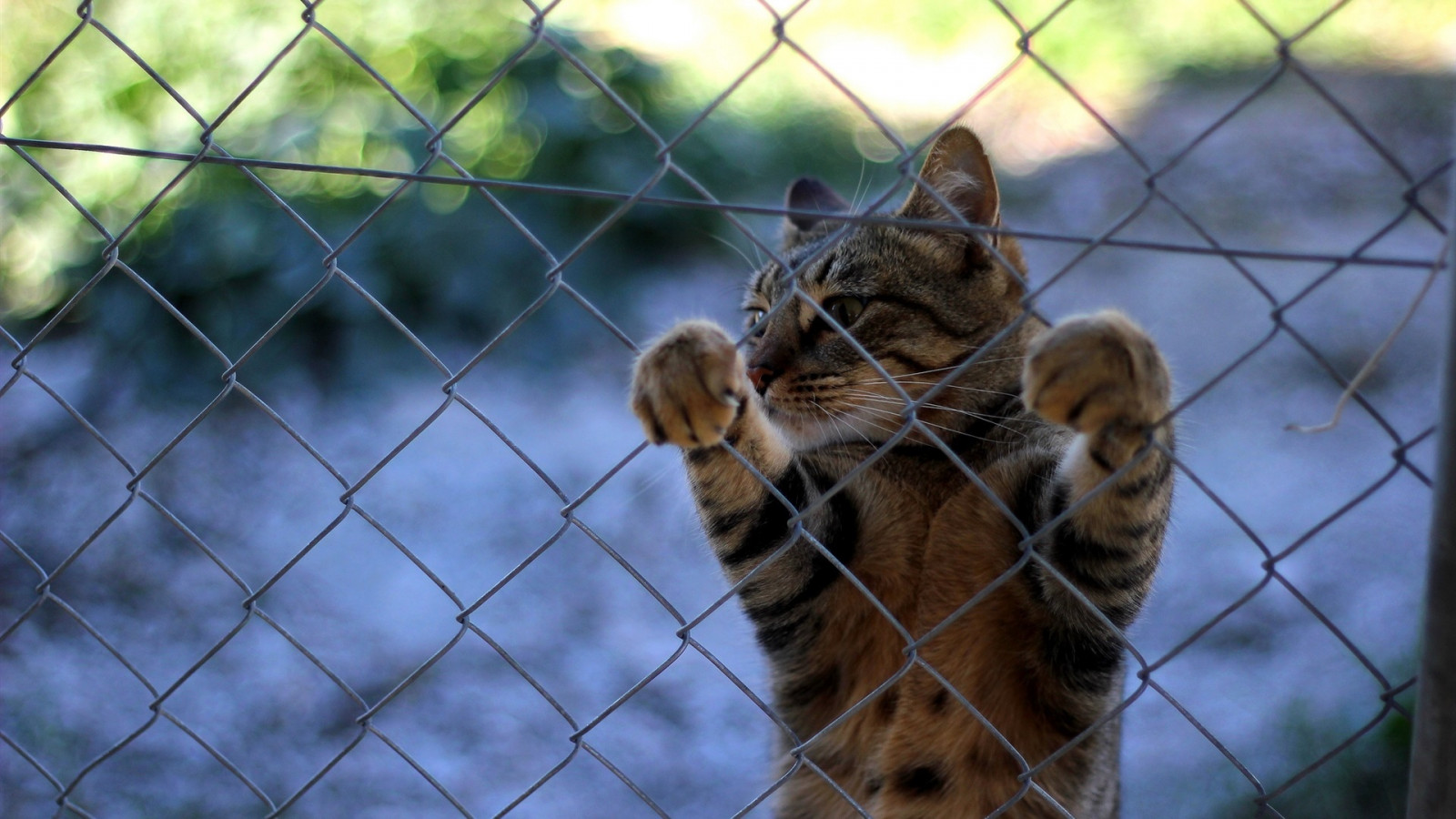 kočky, zvěř, plot, Příroda