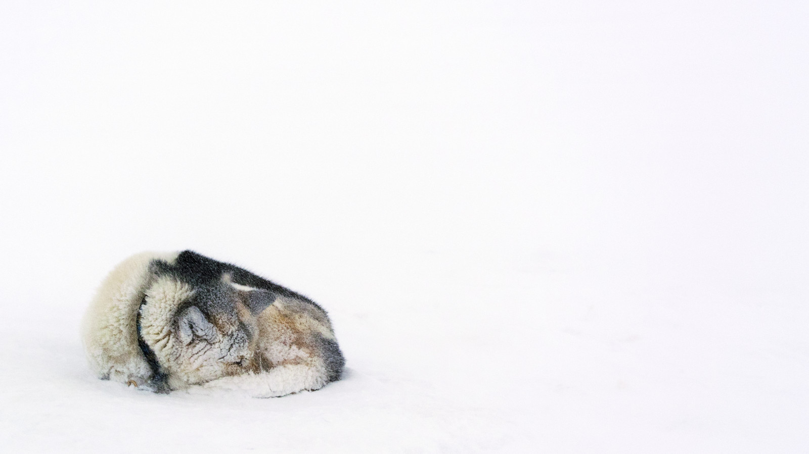 la neve, pelliccia, grugno, inverno