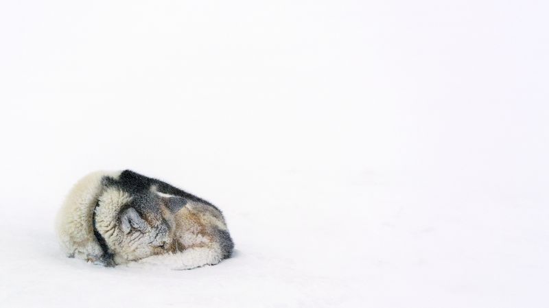 la neve, grugno, inverno, pelliccia