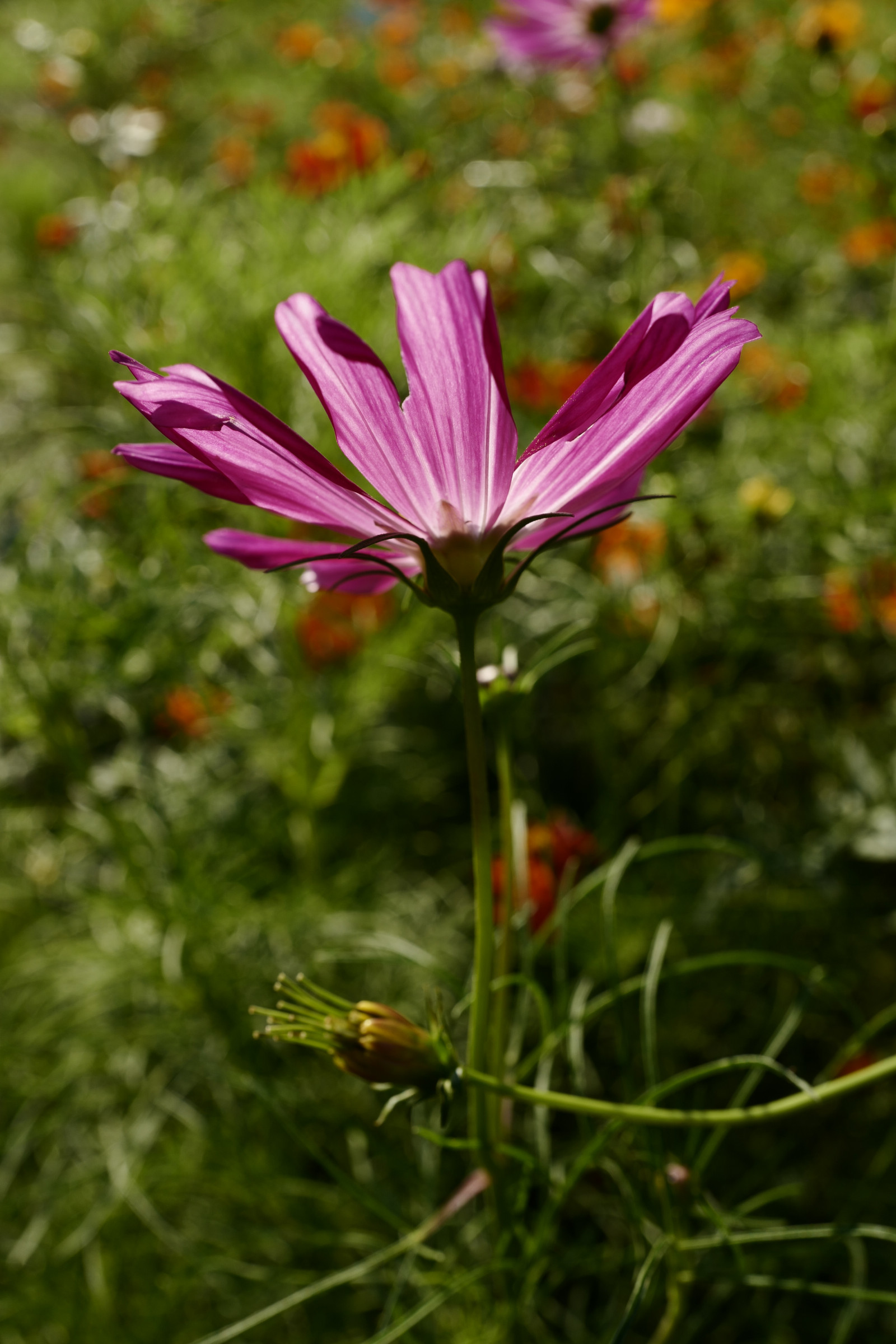 Japonsko, zahrada, Příroda, tráva, pole, Leica, Tokio, jp, květ, rostlina, kosmos, flóra, okvětní lístek, louka, Hamarikyu, Shiodome, summilux, leicaq, summilux1728, q, 1728, divoká rostlina, prérie, botanika, suchozemská rostlina, kvetoucí rostlina, jednoletá rostlina, makro fotografie, tráva rodina, závod stonek, daisy rodina, zahrada kosmos