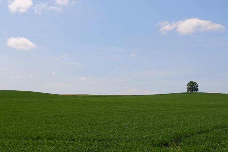 nebe, pole, zelená, lučina, mrak, prostý nebe, pole, zelená, lučina, mrak, prostý