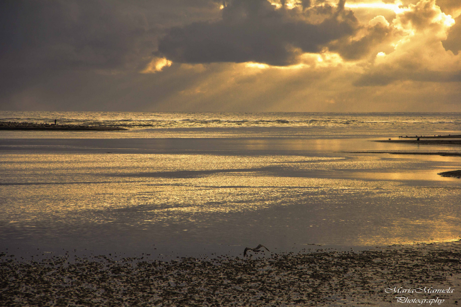 oceán, cestovat, západ slunce, oranžový, slunečnímu záření, Cestovní ruch, pláž, Příroda, krajina, fotografování, svoboda, zlatý, písek, ráj, Pohled, Spojené státy, vibrující, scénický, klid, dobrodružství, Klid, Průhled, klidný, oregoncoast, podsvícený, průzkum, suchý, atmosférický, dech beroucí, zlatá hodina, warmtone, vacacion, traveldestination, traveltourism, traveloregon, oregonadventures, loveoregon, passportready, mariamanuelaphotography