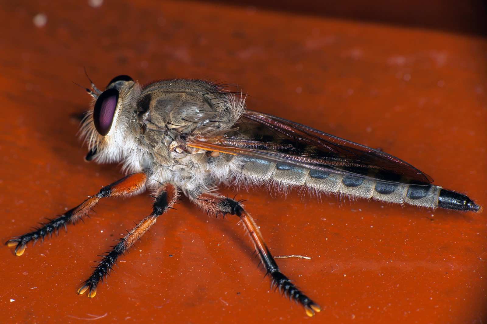 fotografering, makro, insekt, dyreliv, Canon, pels, Blitz, Thailand, Flyve, kæmpe stor, rovdyr, NGC, yongnuo, fauna, stor, raynox, skadedyr, canoneos5dmarkii, canon5dmkii, tæt på, makrofotografering, hvirvelløse, leddyr, organisme, Animal Planet, membran vingede insekt, compoundeyes, ringflash, robberfly, dcr250, blackstockings, specinsect, canonef100mmf28usmmacro, yn14ex, asilidae, promachus, assassinfly, rovfluga, flue, kohlanta
